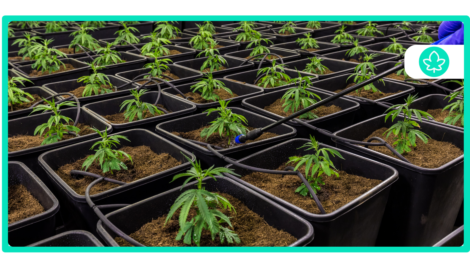 Cannabis Terpenes Their Remarkable Effects & Benefits