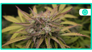 Why Mixing Zoloft and Weed Is Not a Good Idea