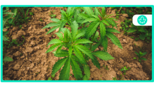 15 Cannabis Strains High in Myrcene