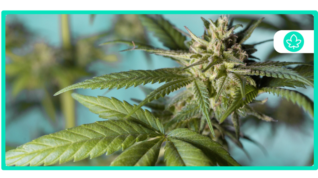 Best Cannabis Strains for ADHD Management