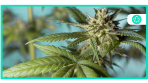 Best Cannabis Strains for ADHD Management