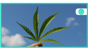 Best Cannabis Strains for Beginners: Easy Picks for New Growers