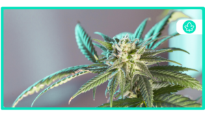 Best Cannabis Strains for Enhancing Sex