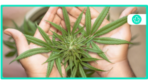 Best Cannabis Strains for Glaucoma Relief