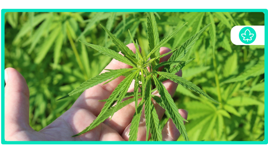 Best Hybrid Cannabis Strains The Ultimate Guide for 2024