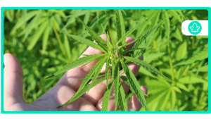 Best Hybrid Cannabis Strains The Ultimate Guide for 2024