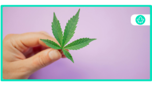 How to Check Your MMJ Allotments Online