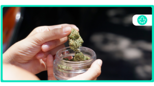 The Best Cannabis Strains to Yield Maximum in 2024