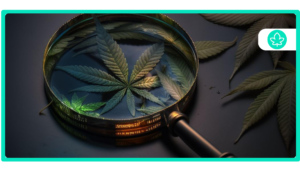 Understanding Cannabis Oil, RSO, FECO, and Other Concentrates