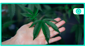 Best Cannabis Strain for Sleep Find Your Perfect Restful Night