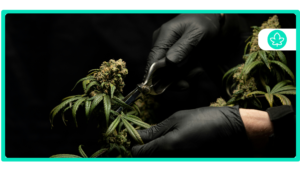 Best Cannabis Strains for Creativity: Unlock Your Artistic Potential