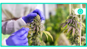 Best Cannabis Strains for Crohn's Disease