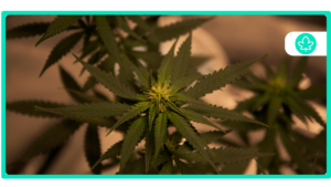 Best Cannabis Strains of All Time