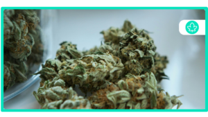 Best Outdoor Cannabis Strains Top Picks for Thriving Gardens