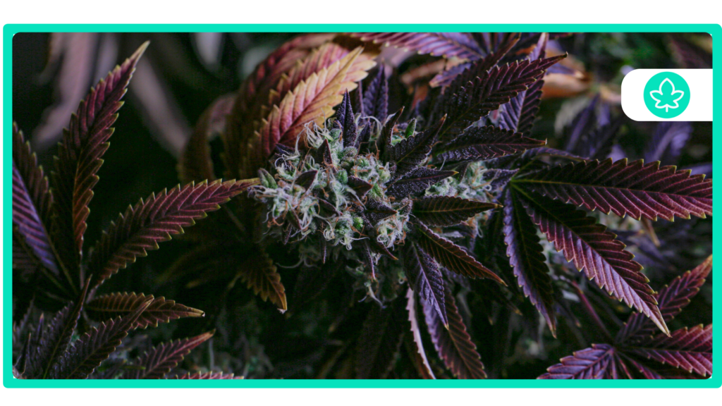 Best Purple Cannabis Strains Special Flavours and Strong Effects