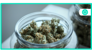 Best Smelling Cannabis Strains Aromas That Delight the Senses
