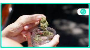 Check Your MMJ Allotments Online