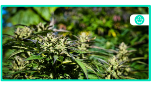 What is Cannabis Oil Day – RSO, Concentrates, FECO, and More!