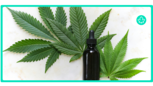 Best Autoflower Cannabis Strains: Convenience Meets Quality