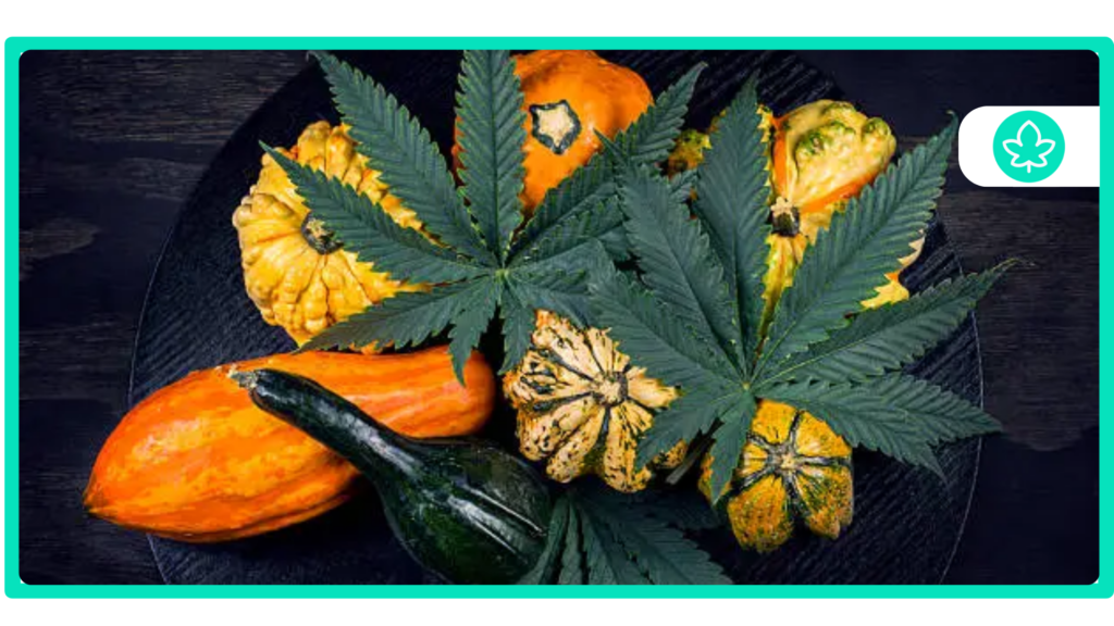 Best Cannabis Strains for Being at a Festival