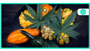 Best Cannabis Strains for Being at a Festival