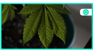 Best Cannabis Strains of Cannabiotix