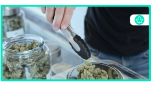 Best Daytime Cannabis Strains Energizing and Uplifting Options