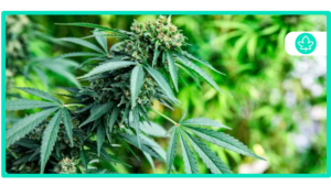 Best Exotic Weed Strains