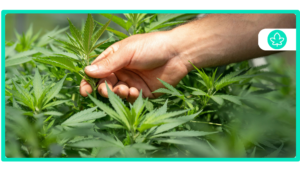 Best Flowerhouse Cannabis Strains: Premium Quality for Every Experience