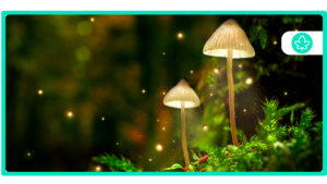 Best Magic Mushroom Strains