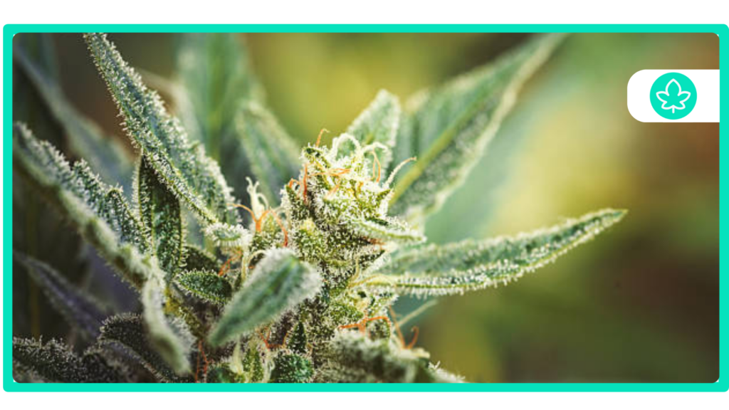 Best Runtz Cannabis Strains
