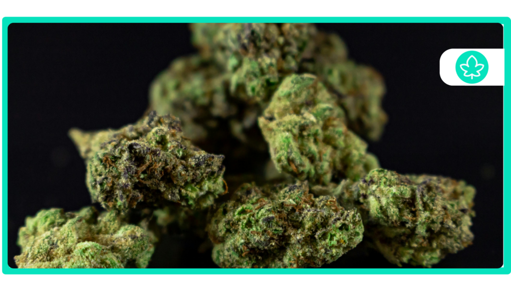 Top 10 Cheese Strains to Elevate Your Experience