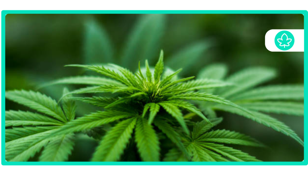 Top 10 Diesel Cannabis Strains Powerful and Potent Varieties