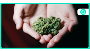 Top 10 High-THC Strains: A Guide to the Strongest Cannabis Varieties