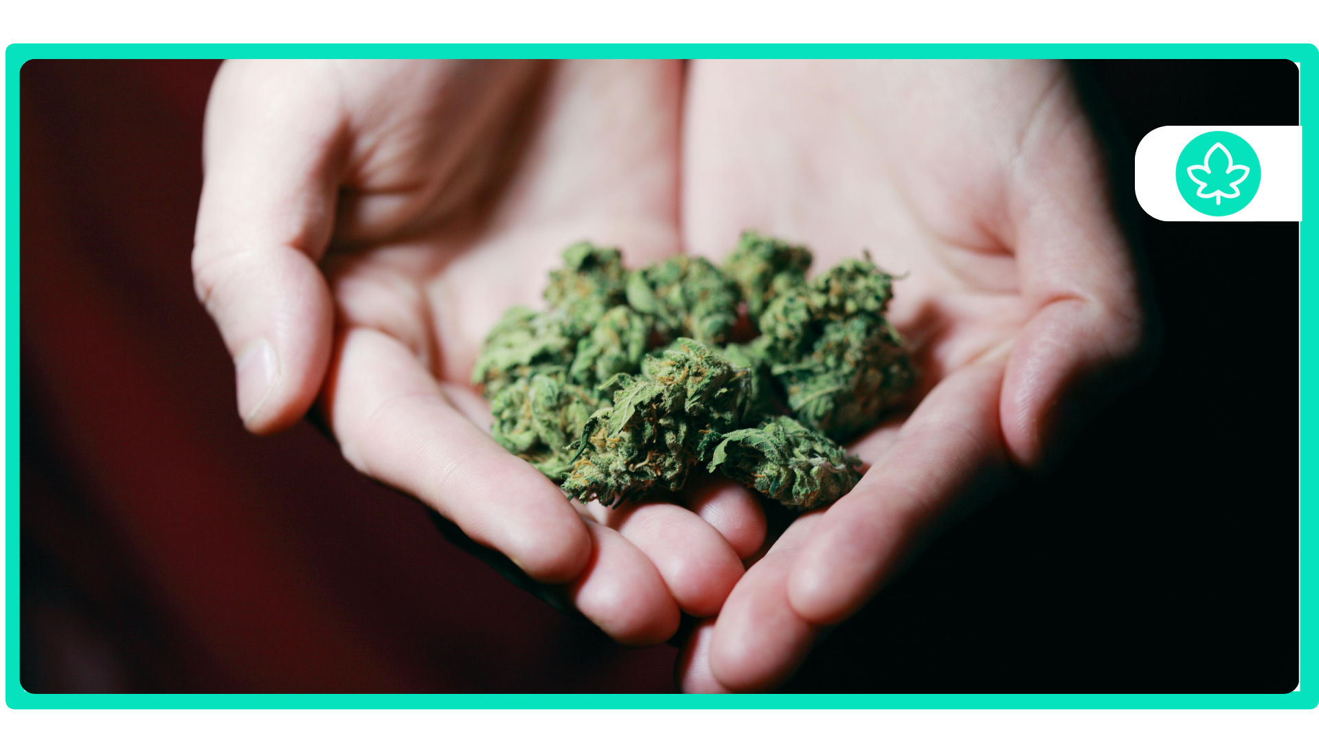 Top 10 High-THC Strains: A Guide to the Strongest Cannabis Varieties