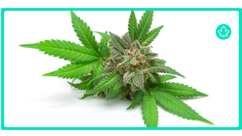 Top 10 Highest Yielding Cannabis Strains