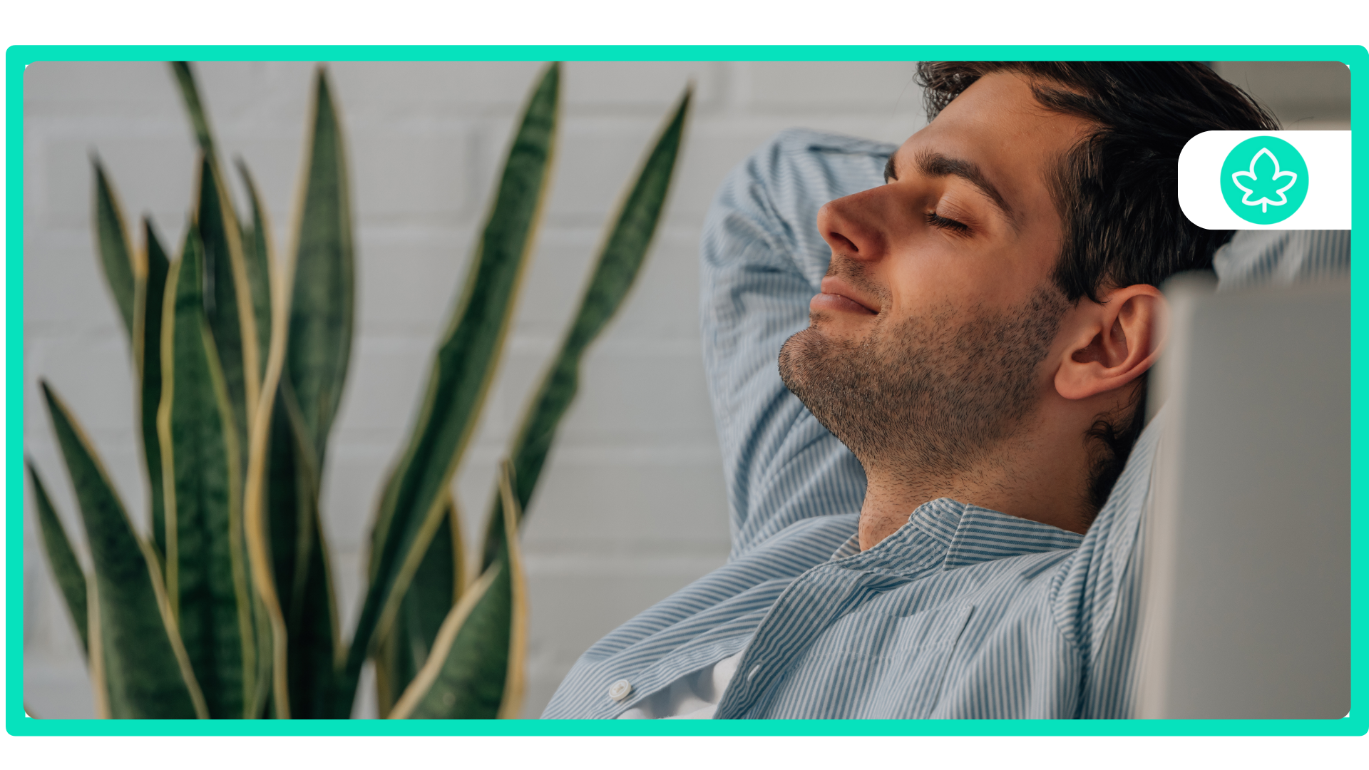 Top 10 Indica-Dominant Strains Relax, Unwind, and Enjoy