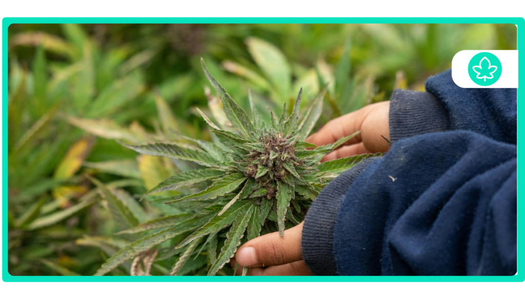 Top 10 Jack Herer Hybrid Strains