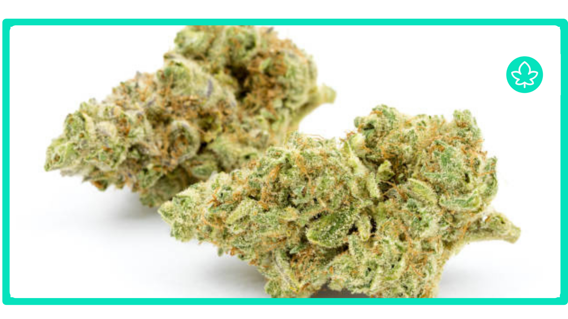 Top 10 Sweet and Fruity Cannabis Strains