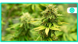Top 10 Tallest Cannabis Strains