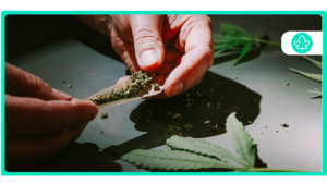 Top 10 White Widow Hybrid Strains