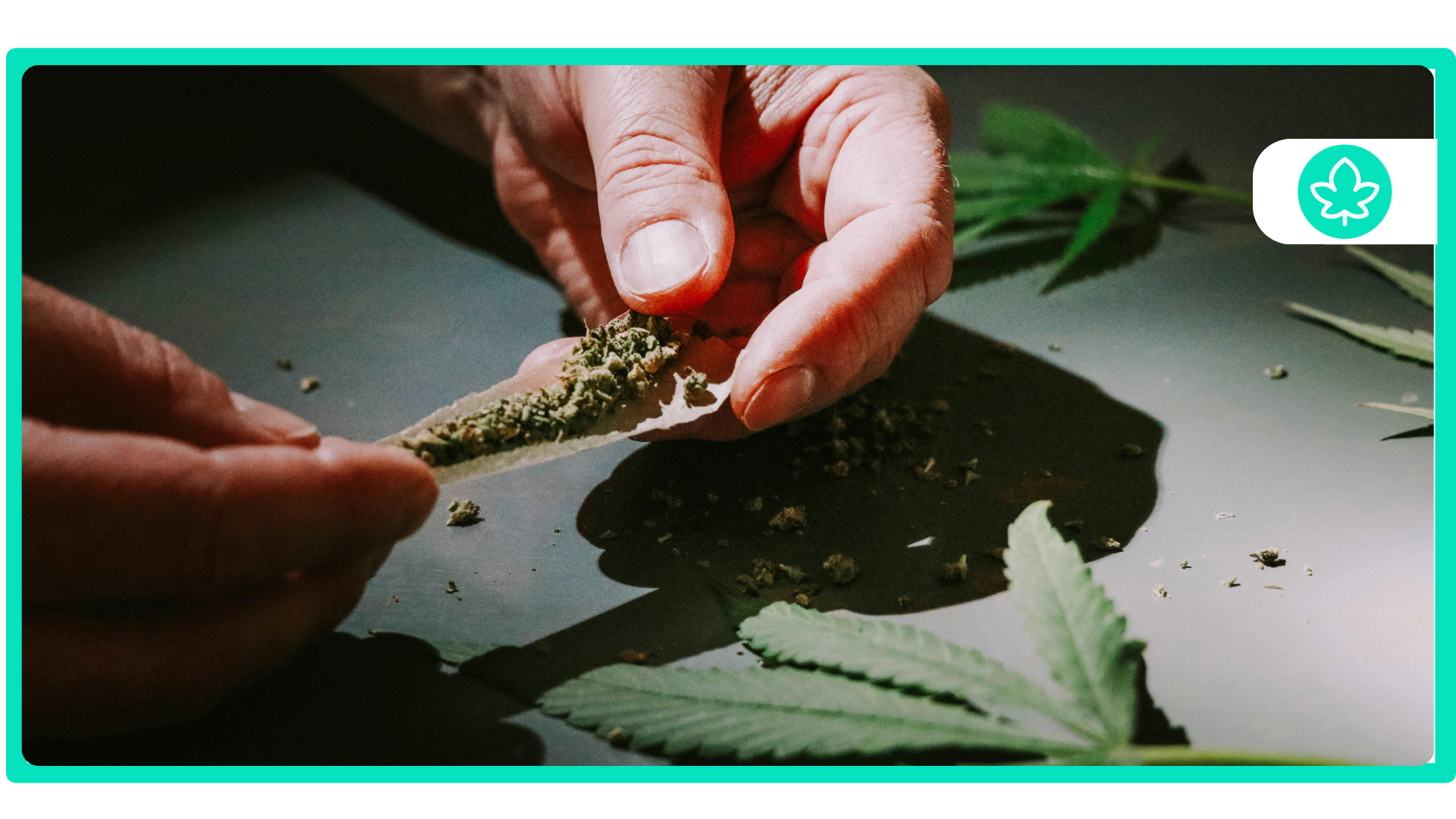 Top 10 White Widow Hybrid Strains