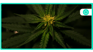 Top 10 Best Strains For Making Hash Or Concentrates