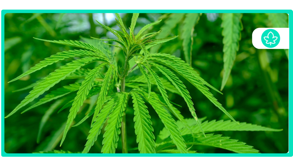 Top 10 Easy-to-Grow Strains