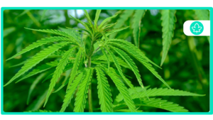 Top 10 Easy-to-Grow Strains