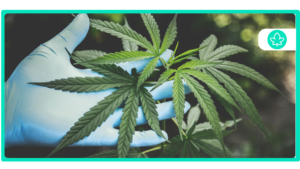 Top 10 Uplifting And Energetic Strains